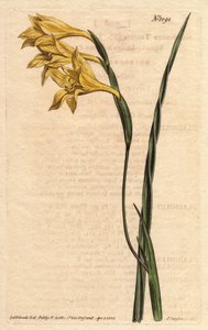 A Glaieulnak sárga virágai vannak az episzokban és kard alakú levelei. Sárga virágú, szögletes levelű kukorica lobogó. Gladiolus tristis. Kézzel festett rézmetszet Sydenham Edwards botanikai illusztrációjáról William Curtis „” Botanical Magazine” című 1790 alkotó: Sydenham Teast Edwards