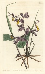 Globba radicalis (Operalányok, Mantisia saltatoria). F. Sansom Jr. kézi színű rézmetszete Sydenham Edwards illusztrációja után a William Curtis Botanical Magazine-ból, T. Curtis, London alkotó: Sydenham Teast Edwards