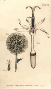 Földbogáncs, Echinops sphaerocephalus, Polygamia segregata, 1. virág és egyvirágú 2,3. F. Sansom kézi színű rézmetszete Sydenham Edwards botanikai illusztrációjáról William Curtis Botanikai előadásaihoz, a Botanban. alkotó: Sydenham Teast Edwards