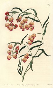 Glicinlevelű dillwynia, Dillwynia glycinifolia. S. Watts kézi színű rézmetszet Miss Sarah Drake illusztrációja nyomán a Sydenham Edwards Botanical Register-ből, Ridgeway, London alkotó: Sydenham Teast Edwards