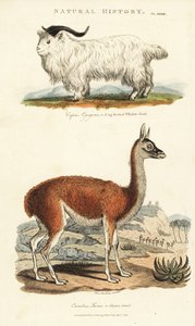 Kecske és láma – Hosszú szarvú vadkecske, Capra aegagrus és láma, Lama glama (Glama teve, Camelus láma). Kézi színű rézmetszet Sydenham Edwards nyomán, John Mason Good Pantologia, a New Encyclopedia című művéből, G. Kearsley, London alkotó: Sydenham Teast Edwards