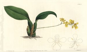 Gomesa cornigera orchidea (szarvú oncidium, Oncidium cornigerum). S. Watts kézi színű rézmetszet William Herbert illusztrációja után a Sydenham Edwards Botanical Register-ből, Ridgeway, London alkotó: Sydenham Teast Edwards