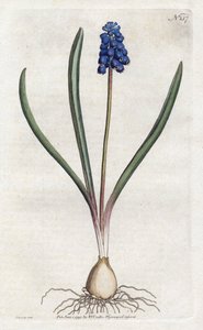 Sydenham Edwards (1768-1819) szőlő jácint litográfiája, William Curtis (1746-1799) tányérja a Botanical Magazine-ból alkotó: Sydenham Teast Edwards