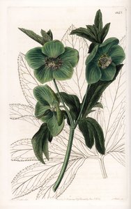 Green Flower Hellebore Variete – S.Watts metszete, Sarah Anne Drake (1803-1857) illusztrációja alapján, a Sydenham Edwards (1768-1819) botanikai nyilvántartásából, Angliából alkotó: Sydenham Teast Edwards