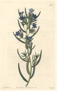 Gremil egy rozmaringlevél, Szicíliában őshonos – S. Watts Water forte Sarah Anne Drake (1803-1857) illusztrációjából, a Botanical Registerből alkotó: Sydenham Teast Edwards