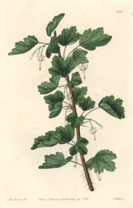 Groseillier, Észak-Amerikában őshonos - S. Watts vízerős, Sarah Anne Drake (1803-1857) illusztrációjáról, a Botanical Registerből. alkotó: Sydenham Teast Edwards