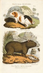 Tengerimalac és Capybara alkotó: Sydenham Teast Edwards