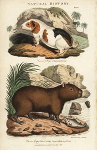 Tengerimalac és kapibara – tengerimalac, Cavia porcellus és capybara, Hydrochoerus hydrochaeris. Kézi színű rézmetszet Sydenham Edwards nyomán, John Mason Good Pantologia, a New Encyclopedia című művéből, G. Kearsley, London