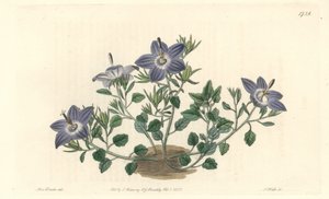 Olaszországban őshonos, szőrös levelű káposzta – Erős víz, S. Watts Sarah Anne Drake (1803-1857) illusztrációjáról, a botanikai nyilvántartásból alkotó: Sydenham Teast Edwards