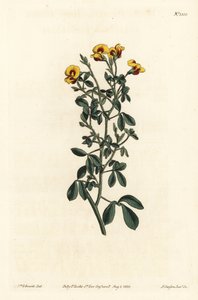 Szőrös goodia, Goodia lotifolia var. pubescens (Goodia pubescens). F. Sansom Jr. kézi színű rézmetszete Sydenham Edwards illusztrációja után a William Curtis Botanical Magazine-ból, T. Curtis, London alkotó: Sydenham Teast Edwards