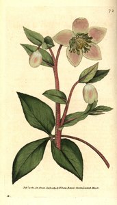 Hellebore (ellebore) livid vagy fekete - Livid vagy lila hunyor, Helleborus lividus. Kézzel színezett rézmetszet James Sowerby botanikai illusztrációja nyomán William Curtis The Botanical Magazine-jából, Lambeth Marsh, London alkotó: Sydenham Teast Edwards