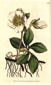 Hellebore (ellebore) noir ou rose de Noel - karácsonyi rózsa vagy fekete hunyor, Helleborus niger. Kézzel színezett rézmetszet Sydenham Edwards botanikai illusztrációja nyomán William Curtis The Botanical Magazine-jából, Lambeth Marsh, London alkotó: Sydenham Teast Edwards