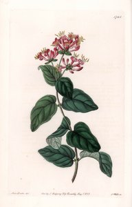 Gyógynövényfajta – S.Watts által gravírozott tábla Sarah Anne Drake (1803-1857) illusztrációjáról, a Sydenham Edwards (1768-1819) botanikai nyilvántartásából, Anglia alkotó: Sydenham Teast Edwards