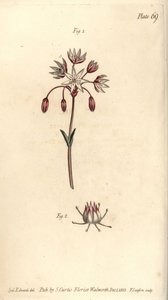 Hermafrodita virág hét bibével, Heptagynia, Septas capensis. F. Sansom kézi színű rézmetszete Sydenham Edwards botanikai illusztrációjáról William Curtis Botanikai előadásaihoz, a lambethi botanikus kertben alkotó: Sydenham Teast Edwards