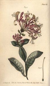 Lonc, Lonicera caprifolium, Monogynia. F. Sansom kézi színű rézmetszete Sydenham Edwards botanikai illusztrációjáról William Curtis Botanikai előadásaihoz, a lambethi botanikus kertben