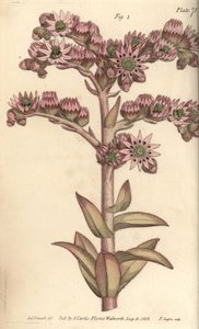 Házi póréhagyma, Sempervivum tectorum, Dodecagynia, hermafrodita virág 12 bibével. F. Sansom kézi színű rézmetszete Sydenham Edwards botanikai illusztrációjáról William Curtis Botanikai előadásaihoz, a Botanikus Kertben