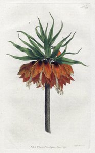 Imperial Fritillary vagy Imperial Crown – Sydenham Edwards litográfiája (1768-1819), lemez William Curtis Botanical Magazine-jából (1746-1799) alkotó: Sydenham Teast Edwards