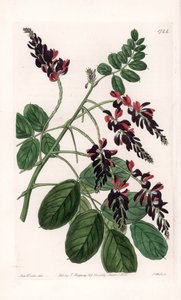 Indigofera Variete – S.Watts által gravírozott tábla Sarah Anne Drake (1803-1857) illusztrációjáról, a Sydenham Edwards (1768-1819) botanikai nyilvántartásából, Angliából alkotó: Sydenham Teast Edwards