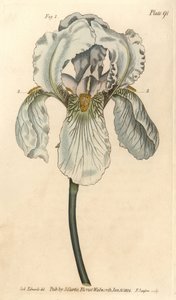 Iris florentina, Iris germanica nothovar. F. Sansom kézi színű rézmetszete Sydenham Edwards botanikai illusztrációjáról William Curtis Botanikai előadásaihoz, a lambethi botanikus kertben alkotó: Sydenham Teast Edwards