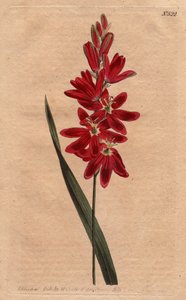 Ixia bíbor vagy állott virág, sötét ecarlate színű. Bíbor ixia vagy terjedő virágú ixia mély bíbor virágokkal. Ixia patens. Kézi színű rézmetszet Sydenham Edwards botanikai illusztrációjából William Curtis „” Botanical Magazijából alkotó: Sydenham Teast Edwards