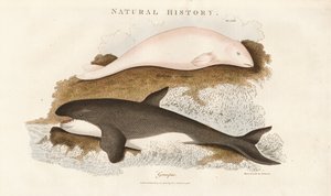 Gyilkos bálna és beluga bálna alkotó: Sydenham Teast Edwards