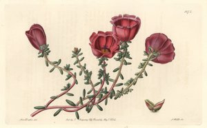 Chilében őshonos nagyvirágú porcsin vagy tizenegy órás lovag – S. Watts erős víz Sarah Anne Drake (1803-1857) illusztrációjáról, a Botanical Registerből