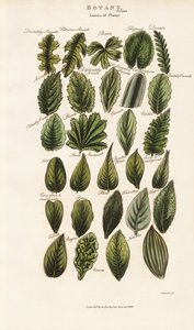 Levélperemek és struktúrák a botanikai morfológiában alkotó: Sydenham Teast Edwards