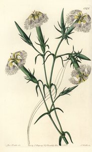 Libanoni szegfű (veszélyben lévő faj) - Pink of Libanon, Dianthus libanotis. Veszélyeztetett fajok. S. Watts kézi színű rézmetszet Miss Sarah Drake illusztrációja nyomán a Sydenham Edwards Botanical Register-ből, Ridgeway, London alkotó: Sydenham Teast Edwards
