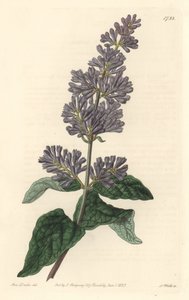Magyarországi lila - Erős víz S. Wattstól Sarah Anne Drake (1803-1857) illusztrációjából, a Botanikai Nyilvántartásból alkotó: Sydenham Teast Edwards