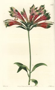 Az inkák vagy perui liliom (alstroemere vagy alstroemerie) - perui liliom, Alstroemeria pulchella (Parrot alstroemeria, Alstroemeria psittacina). S. Watts kézi színű rézmetszet M. Hart illusztrációja után a Sydenham Edwards Botanical című művéből