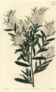 Lináris levelű hakea, Hakea linearis. S. Watts kézi színű rézmetszet J.T. illusztrációja után. Hart a Sydenham Edwards Botanical Register-ből, Ridgeway, London alkotó: Sydenham Teast Edwards