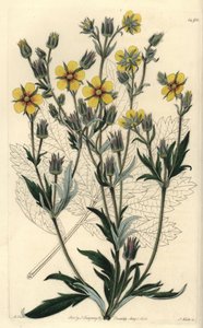 Hosszúlevelű cinquefolia variete - Potentilla longifolia (Viscid cinquefolia, Potentilla viscosa). S. Watts kézi színű rézmetszet M. Hart illusztrációja után a Sydenham Edwards Botanical Register-ből, Ridgeway, London alkotó: Sydenham Teast Edwards