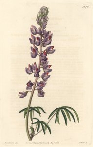 Csillagfürt keskeny levelekkel – Erős víz, S. Watts Sarah Anne Drake (1803-1857) illusztrációjából, a botanikai nyilvántartásból alkotó: Sydenham Teast Edwards