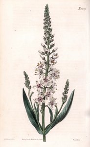Lysimaque ephemere - Ezüst- vagy fűzlevelű szálka, Lysimachia ephemerum. Weddell kézi színű rézmetszet Sydenham Edwards illusztrációja után Samuel Curtis „” Botanical Magazine” című londoni magazinjából alkotó: Sydenham Teast Edwards