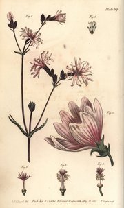 Mályva, Malva sylvestris, Monadelphia alkotó: Sydenham Teast Edwards