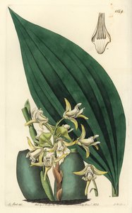 Maxillaria palmifolia orchidea (halványsárga maxillaria, Maxillaria decolor). S. Watts kézi színű rézmetszet M. Hart illusztrációja után a Sydenham Edwards Botanical Register-ből, Ridgeway, London alkotó: Sydenham Teast Edwards