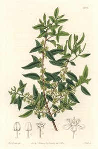 Maytenus boaria (maiten), Közép- és Dél-Amerikában honos – Erős víz, S. Watts Sarah Anne Drake (1803-1857) illusztrációjából, a botanikai nyilvántartásból alkotó: Sydenham Teast Edwards