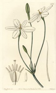 Mexican Star - Mexikói csillag vagy hófehér milla, Milla biflora. S. Watts kézi színű rézmetszet Miss Sarah Drake illusztrációja nyomán a Sydenham Edwards Botanical Register-ből, Ridgeway, London alkotó: Sydenham Teast Edwards