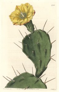 Monacanth Pactus, virágos kaktusz, Dél-Amerikában őshonos - Erős víz S. Watts által Sarah Anne Drake (1803-1857) illusztrációjáról, a Botanical Registerből.