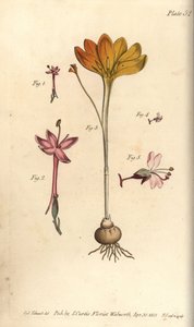 Monandria 1,2, aranyszövet, Crocus angustifolius (Triandria) 3, és varázsló nadálytő, Circaea alpina (Diandria) 4,5. Kézzel színezett rézmetszet Sydenham Edwards botanikai illusztrációjáról William Curtis Botanikai előadásaihoz, mint Deliv alkotó: Sydenham Teast Edwards