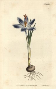 Hegyi sáfrány, Crocus serotinus. F. Sansom Jr. kézi színű rézmetszete Sydenham Edwards illusztrációja után a William Curtis Botanical Magazine-ból, T. Curtis, London alkotó: Sydenham Teast Edwards