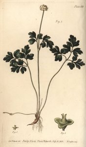 Pézsmafű, Adoxa moschatellina, Tetragynia, virág 1 és bibe 2,3. F. Sansom kézi színű rézmetszete Sydenham Edwards botanikai illusztrációjáról William Curtis Botanikai előadásaihoz, a lambethi botanikus kertben alkotó: Sydenham Teast Edwards