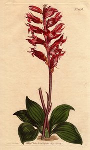 Neottie orchidea fagyvirággal, rózsaszín és karmazsin színű, Jamaicában őshonos. Fagyos virágú neottia, bíbor és rózsaszín virágokkal, Jamaica őshonos. Stenorhynchus squamulosus (Neottia orchioides) Kézi színű rézmetszet botanikai il-ből alkotó: Sydenham Teast Edwards