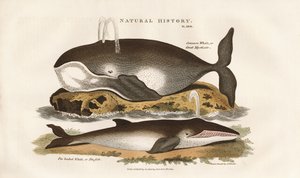 Észak-atlanti bálnák alkotó: Sydenham Teast Edwards