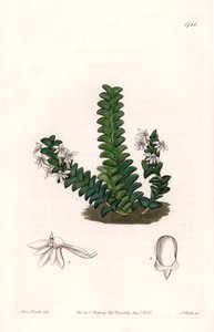 Orchidea: Angraecum fajta, egyenlítői Afrikában őshonos - S. Watts által gravírozott lemez Sarah Anne Drake (1803-1857) illusztrációjáról, a Sydenham Edwards (1768-1819) botanikai nyilvántartásából, Angliából alkotó: Sydenham Teast Edwards