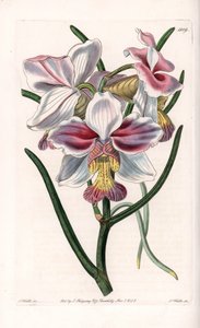 Orchidea: Vanda fajta, Ázsia epifita faja – S. Watts által metszett lemez, Sarah Anne Drake (1803-1857) illusztrációjáról, a Sydenham Edwards (1768-1819) botanikai nyilvántartásából, Angliából alkotó: Sydenham Teast Edwards