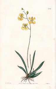 Orchidea: Variete Tolumnia guianensis, Haitin és Santo Domingoban honos – S.Watts által metszett tábla Sarah Anne Drake (1803-1857) illusztrációjáról, a Sydenham Edwards (1768-1819) botanikai nyilvántartásából, Angliából alkotó: Sydenham Teast Edwards