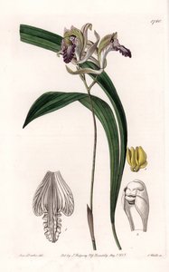 Orchidea: Amerika Bletia fajtája – S. Watts által gravírozott lemez, Sarah Anne Drake (1803-1857) illusztrációja alapján, a Sydenham Edwards (1768-1819) botanikai nyilvántartásából, Angliából alkotó: Sydenham Teast Edwards