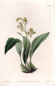 Orchidea: maxilláris és fürtök - S.Watts gravírozott tábla Sarah Anne Drake (1803-1857) illusztrációjából, a Sydenham Edwards (1768-1819) botanikai nyilvántartásából, Anglia alkotó: Sydenham Teast Edwards