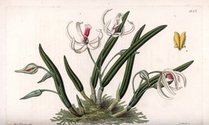Orchidea: leptoták miniatűr változata – S. Watts által gravírozott lemez, Sarah Anne Drake (1803-1857) illusztrációjáról, a Sydenham Edwards (1768-1819) botanikai nyilvántartásából, Angliából alkotó: Sydenham Teast Edwards